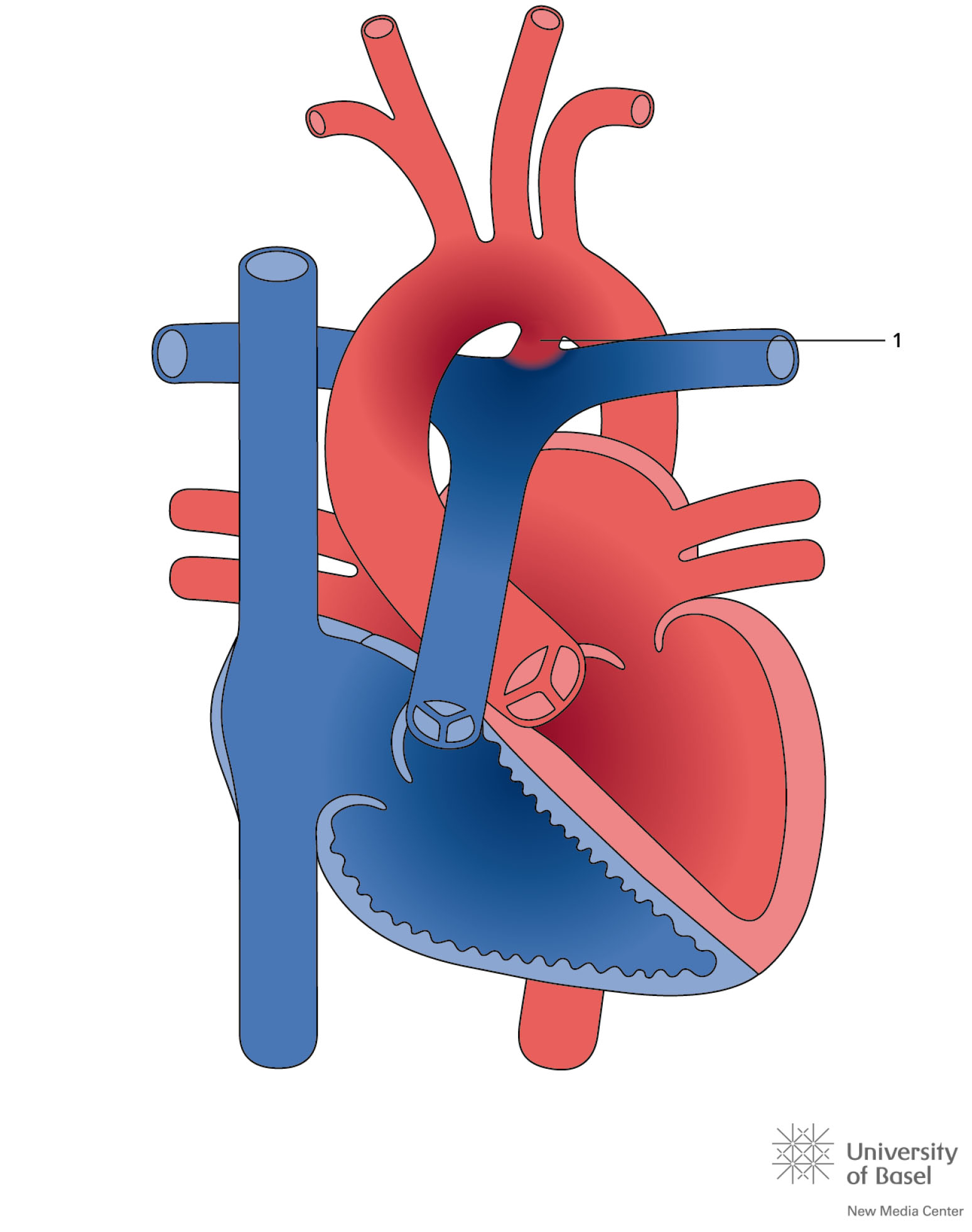 Ductus Pancreaticus