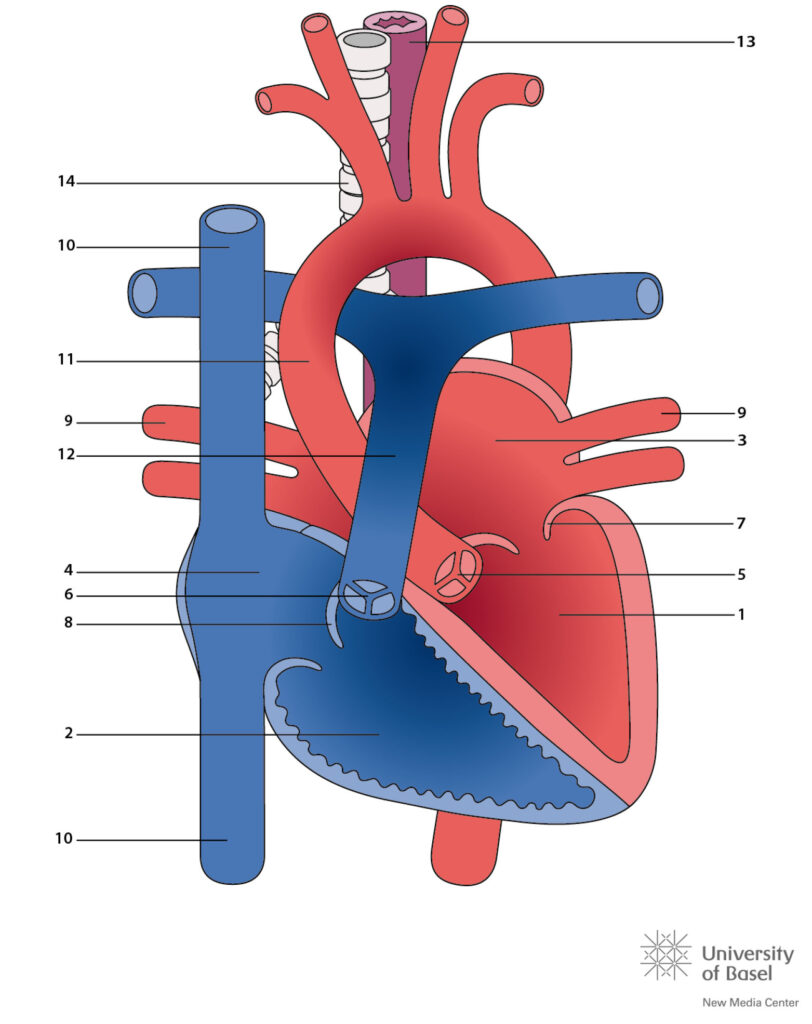 Normal Aortic Arch